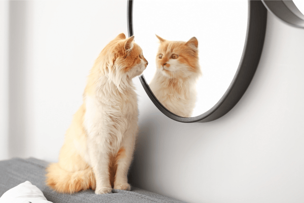 鏡を見る猫